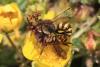 Nomada sp.